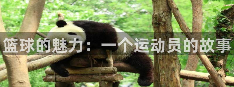 风速体育直播app