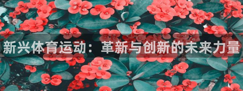 风速体育app下载官网最新版