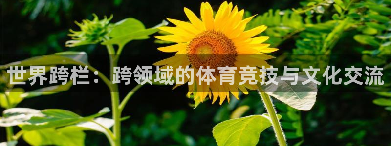 风速体育nba直播